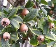 Pomi Fructiferi Deosebiți (Mosmon )