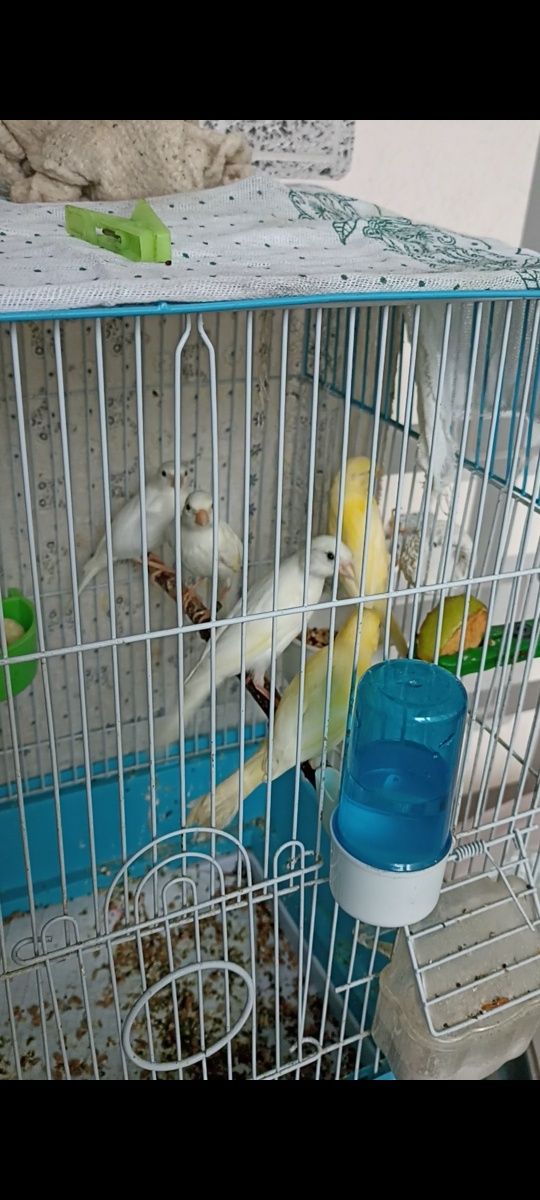 Канарейки плановые