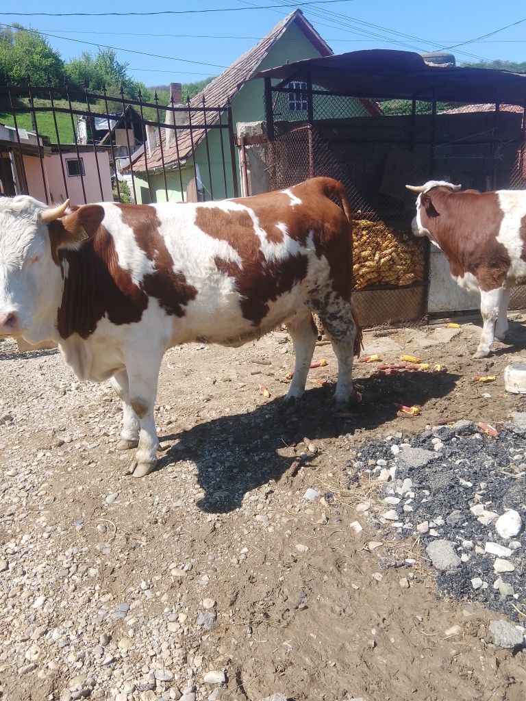 Vand vaci și cai