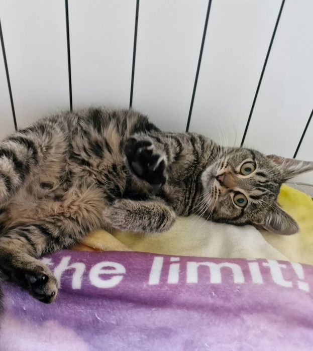 Мъжко котенце на около 5 месеца