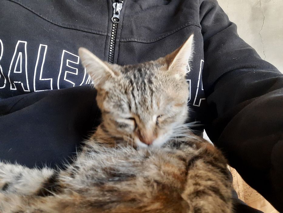 Отдам даром котёнка
