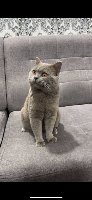 Вязкая британский кот