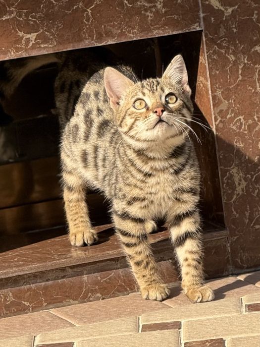 Продается чистокровный бенгальсикй котенок
