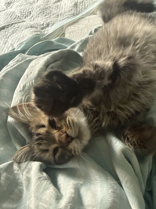 котенок в добрые руки