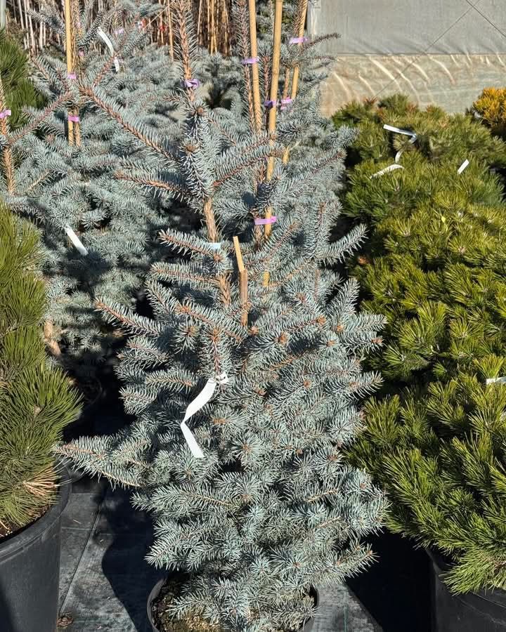 Vand plante ornamentale