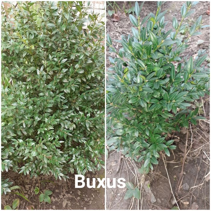 vand butasi ornamentali