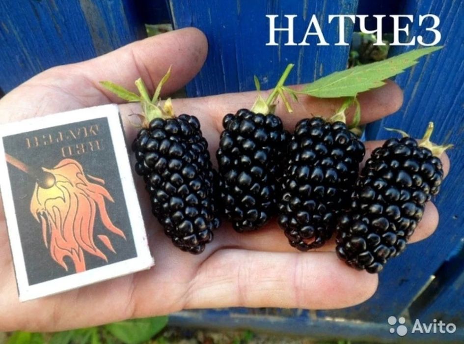 Ежевика Натчез,супер сорт