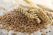 Vând triticale furaj