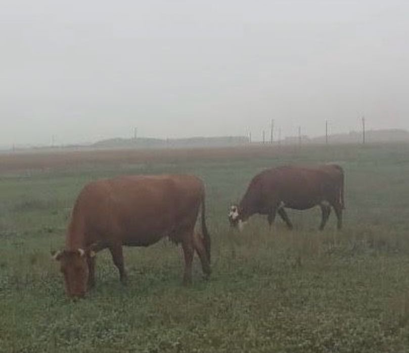 Продам коров и телят