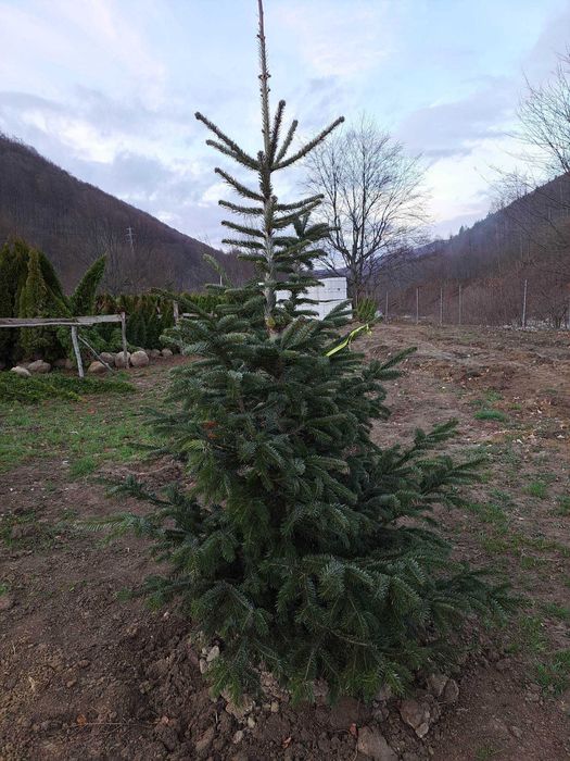 Vând Brazi Normandieni Naturali – Calitate Premium Ofertă de Sărbători