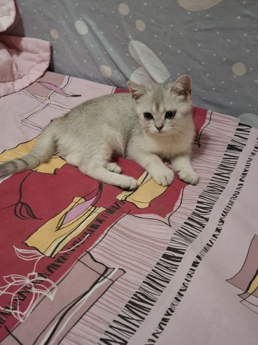 Кошка, Британская Шиншила