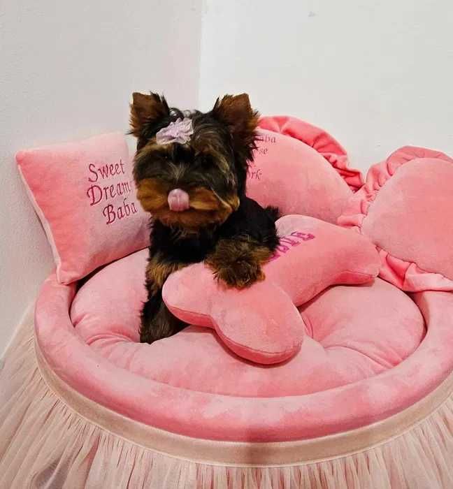 Pui Yorkshire Terrier disponibili
