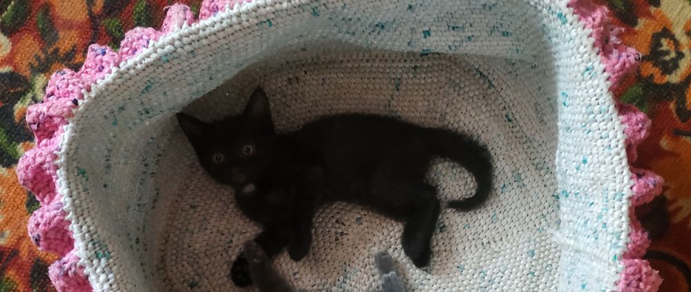 Мысык баласын тегин беремин. Шиели