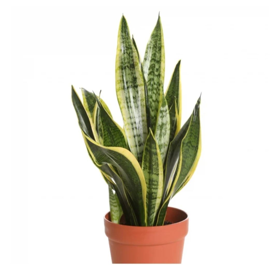 Plante diferite sortimente