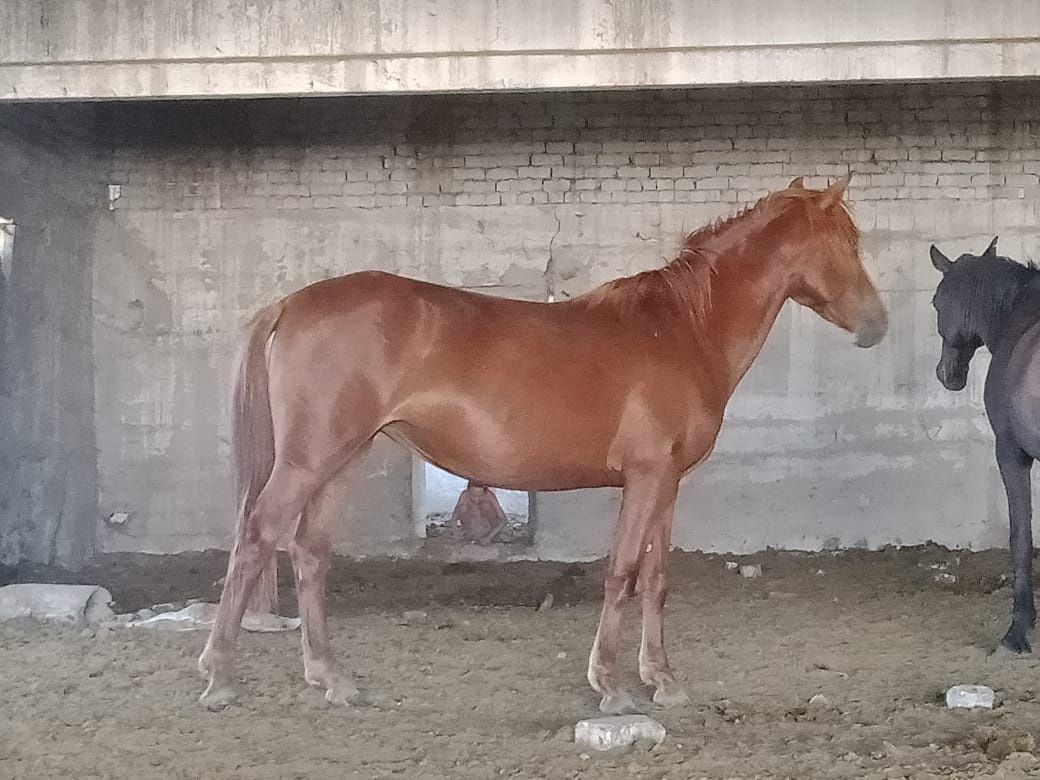 Продам кабылу 6 лет