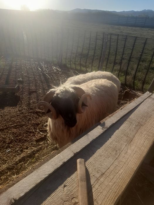 Vand berbec stramior