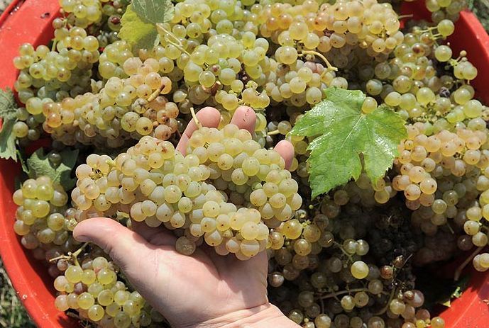 Vînd struguri de vin productie 2020