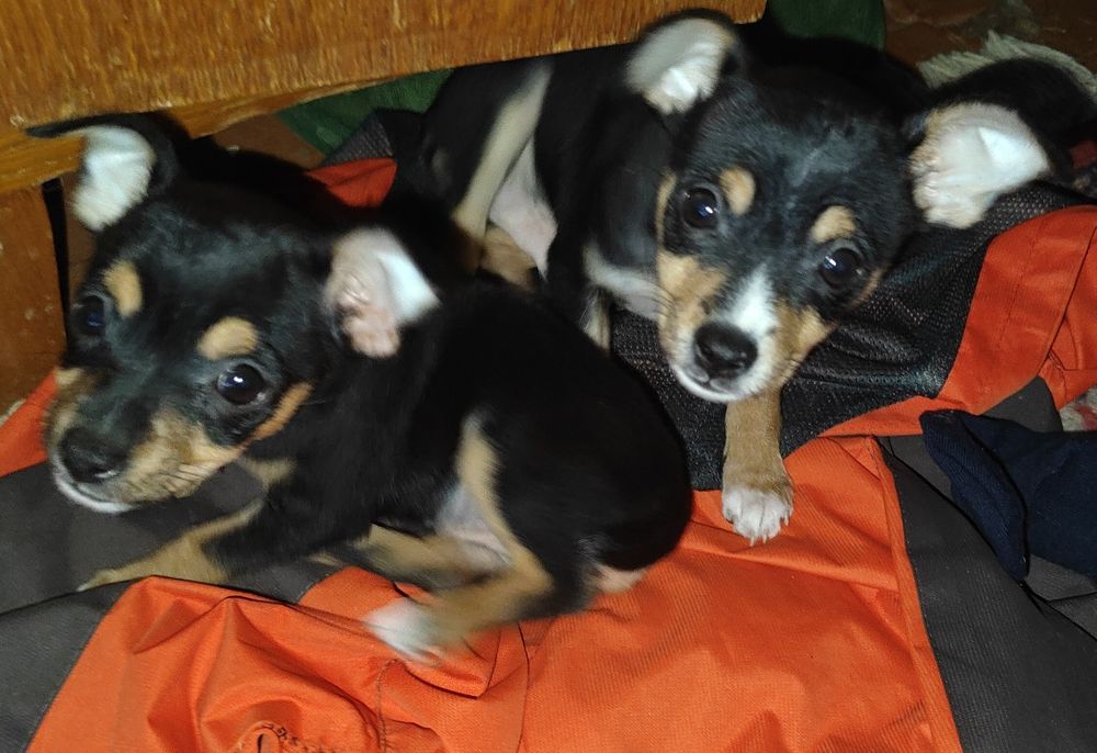 Продам щенков той терьера