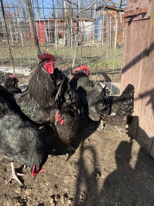 Ofer spre vanzare din tineret de anul trecut .