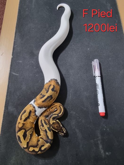 Pitoni regal Ball phyton Boa constrictor