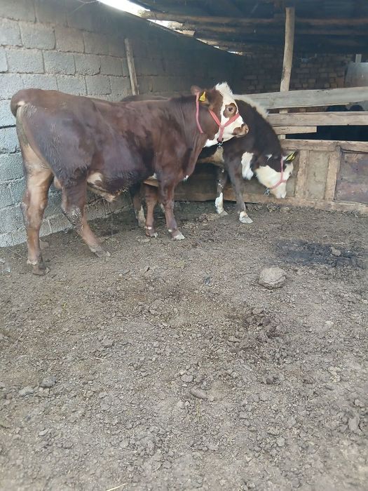 Assalom alekum 2 ta grefort buqalar sotiladi