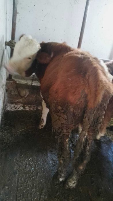 Vând tăuraș de 7 luni