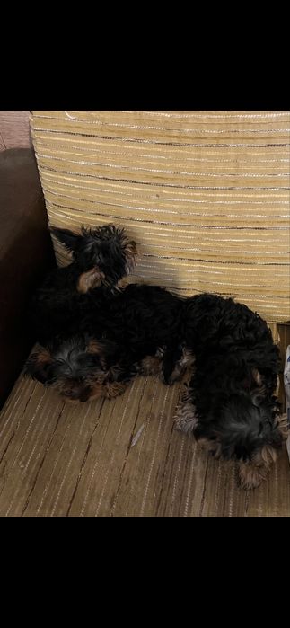 Йоркширски териери