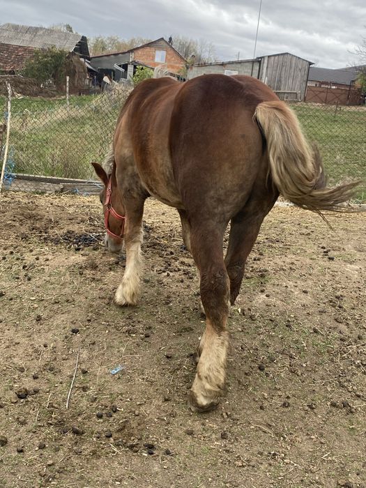 Manz de vanzare din cai foarte buni