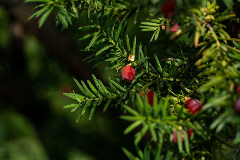 Sony E 18-135mm f / 3.5-5.6 OSS