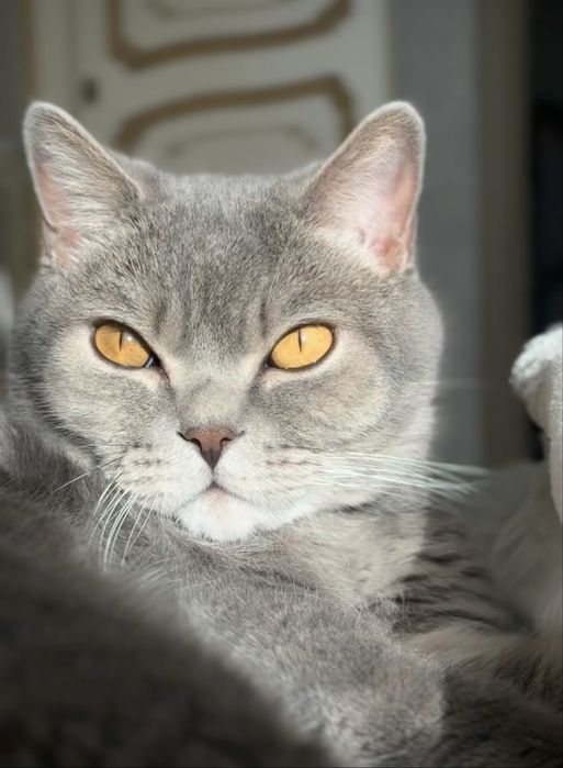 Отдам кота в добрые руки