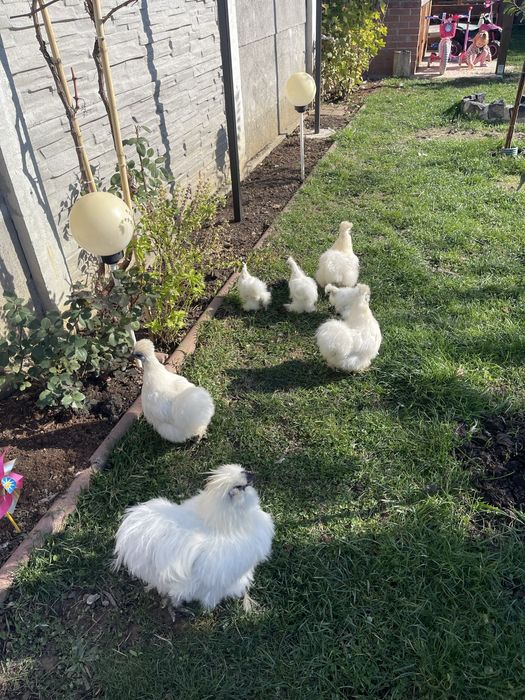 Gaini Matase Japoneza