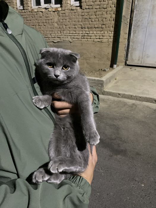 шотланская вислоухая кошка