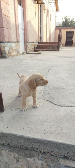 Короткошёрстный спаниель