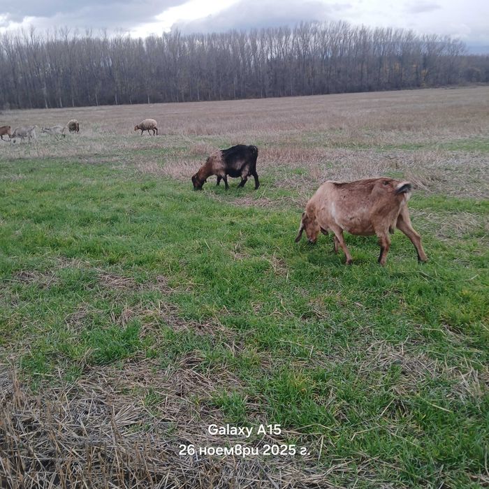 Продавам продавам редовни бременни кози