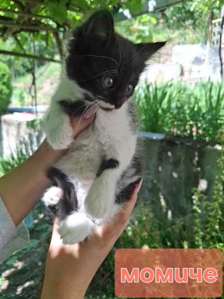 Подарявам котенца