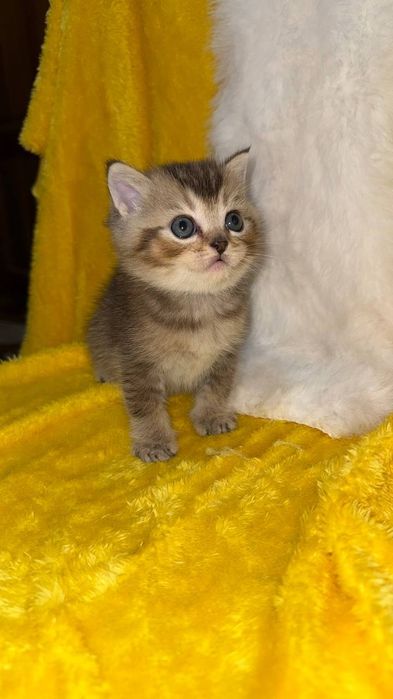 Золотая шиншилла мальчик
