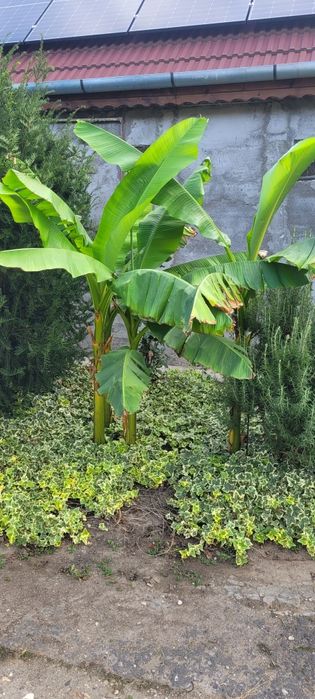 Bananieri pentru curte