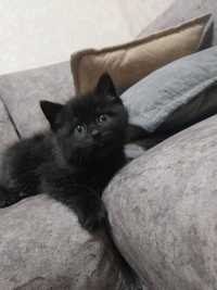 Котенок черный цвет