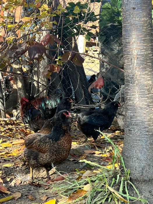 Familie, cocoși aruncana