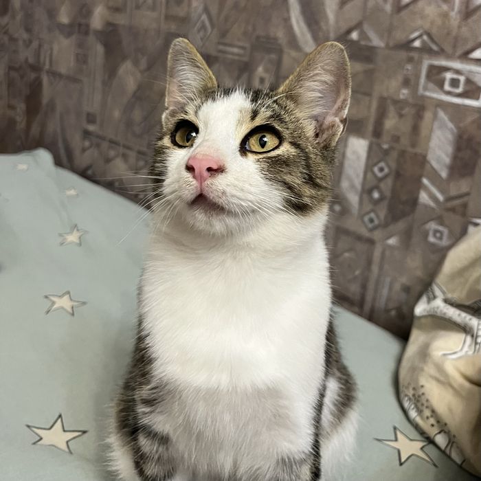 Котенок ищет дом и добрые руки!