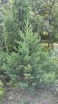 Sequoiadendron giganteum (Sequoia, Secvoia) Cel mai mare arbore.