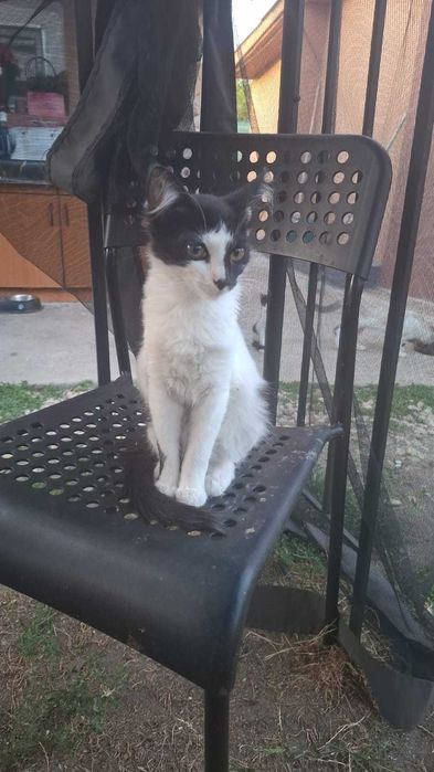 Pisicute apre adoptie
