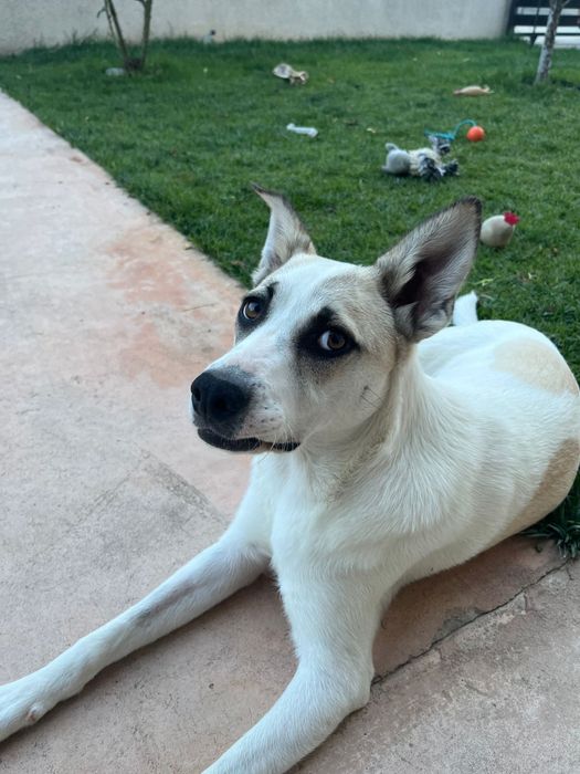 Ofer spre adoptie catelusa metis talie medie