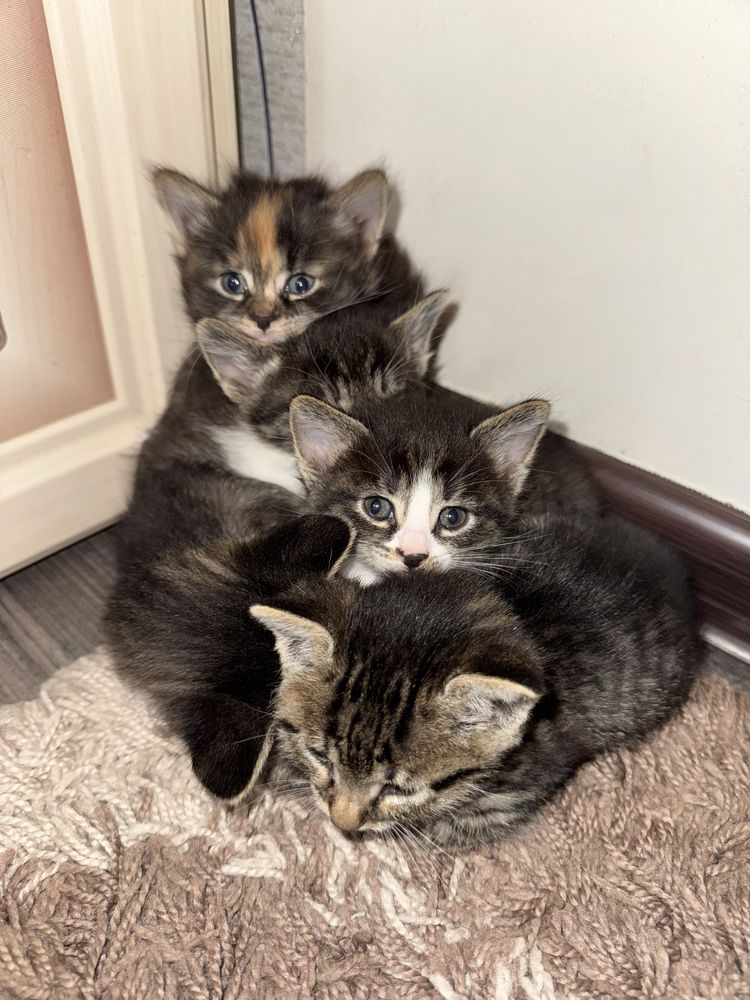 Котята          .
