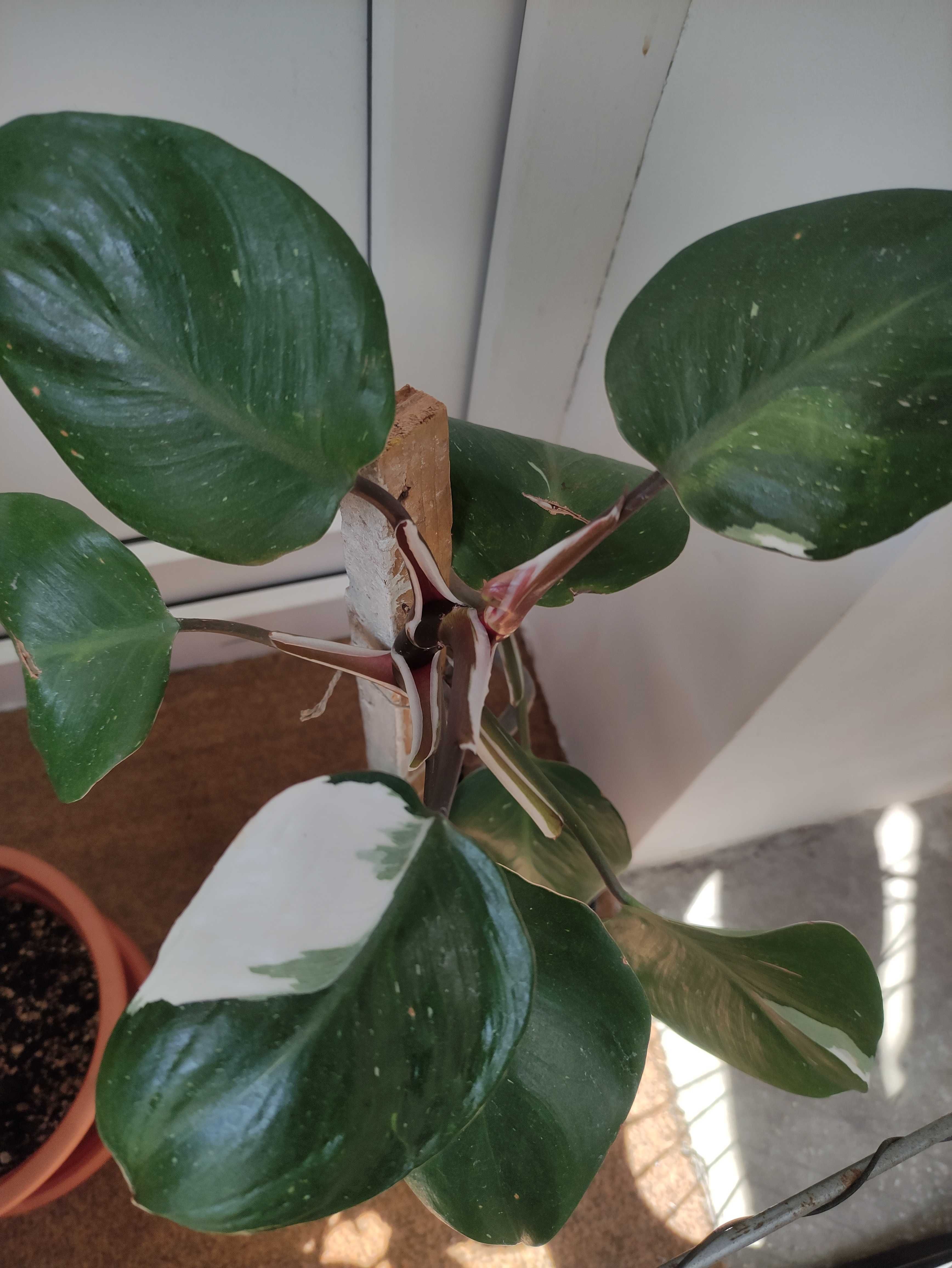 Syngonium butterfly, Philodendron White knight