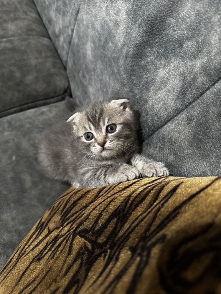 Котята скоттиш-фолд/скоттиш-страйт