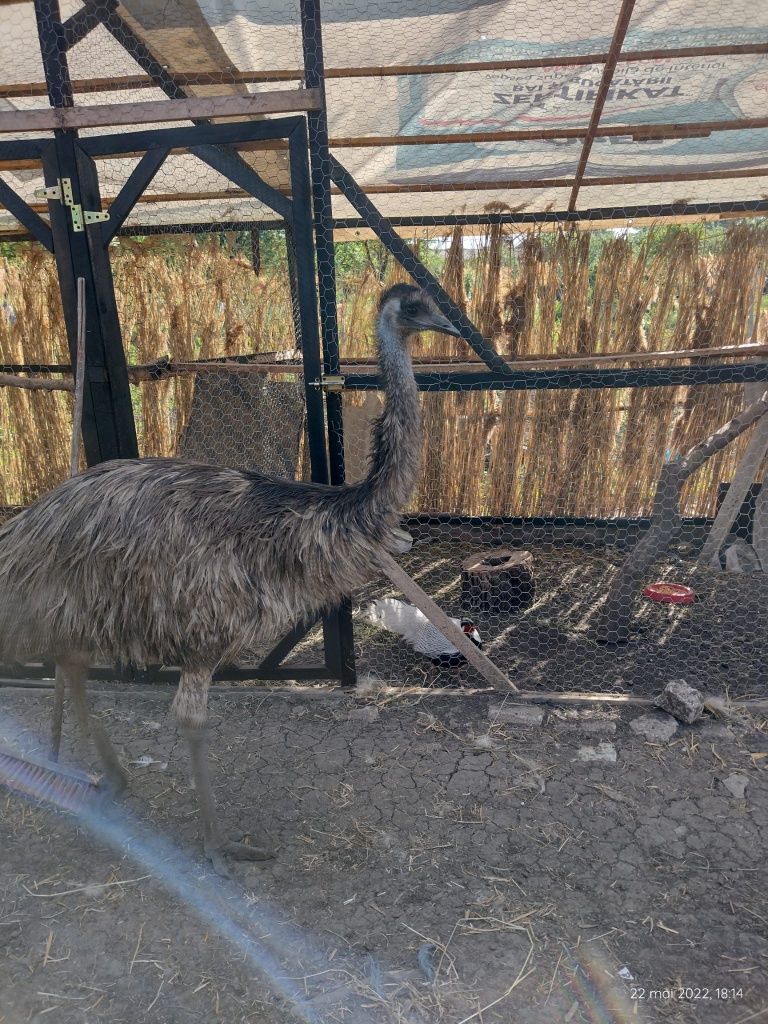 Disponibili Emu maturi și tineret.