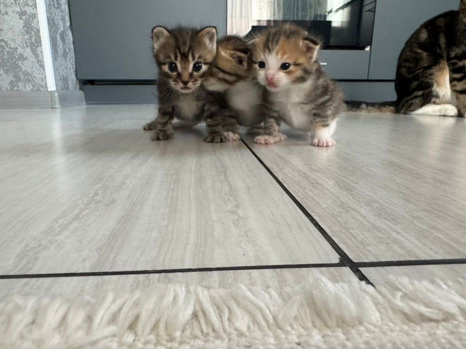 Продам котят вислоухие