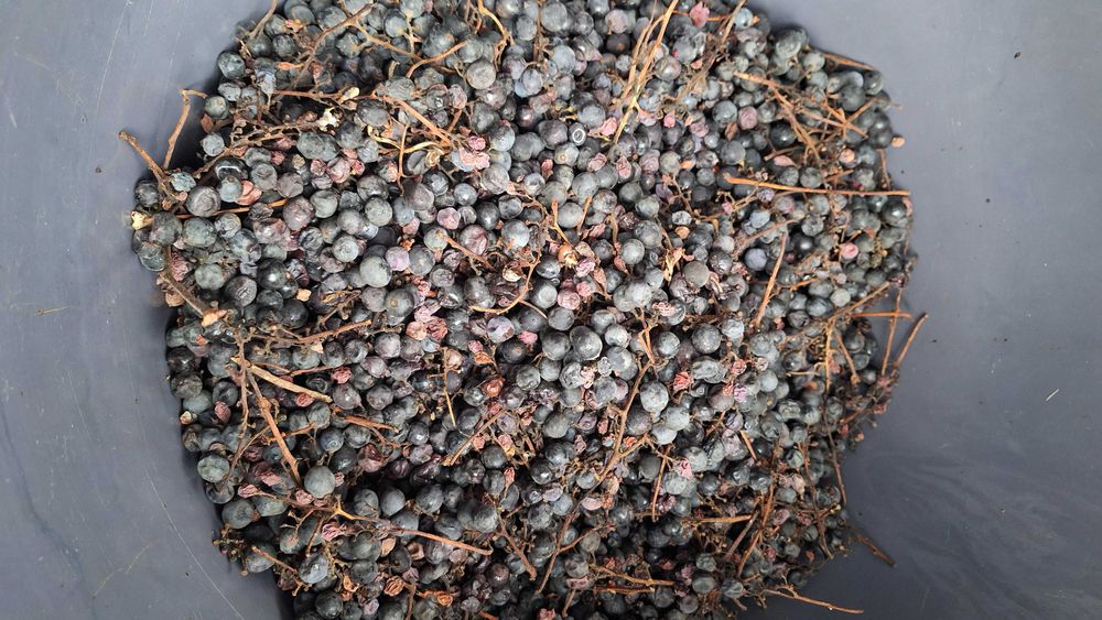 Vand struguri la cel mai mic pret