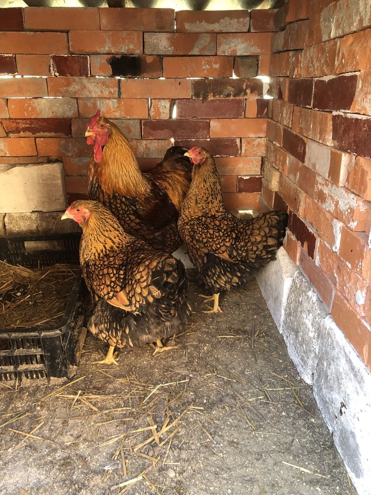 Oua brahma , wyandote, australorp